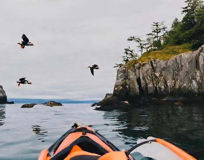 Paddling with Puffins: A Kayak Tour in the Broughton Archipelago